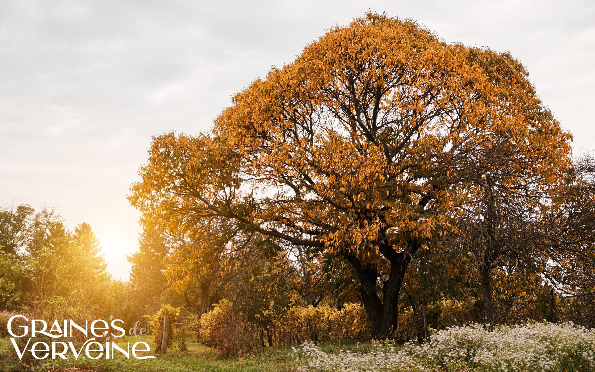 Arbre et cycle