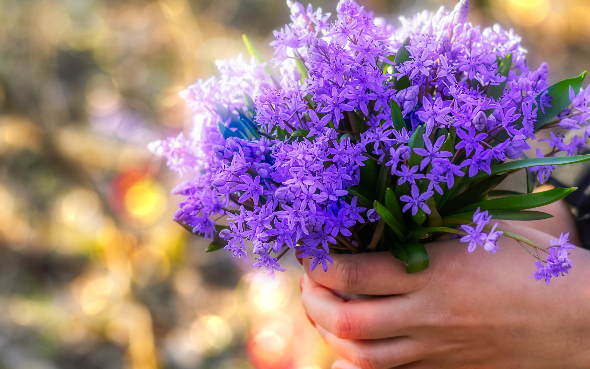 Graines de partage fleurs bleues