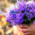 Graines de partage fleurs bleues