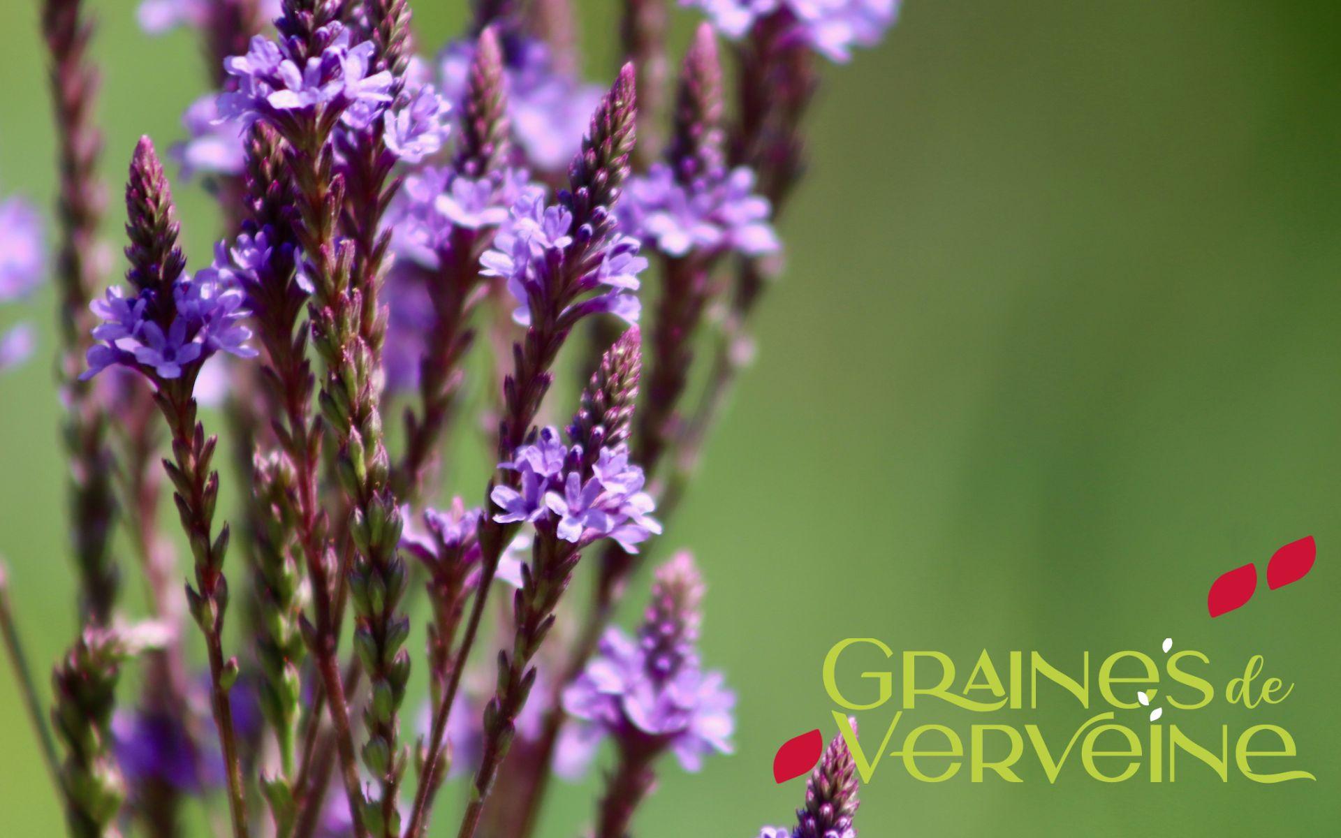 Verveine gdv