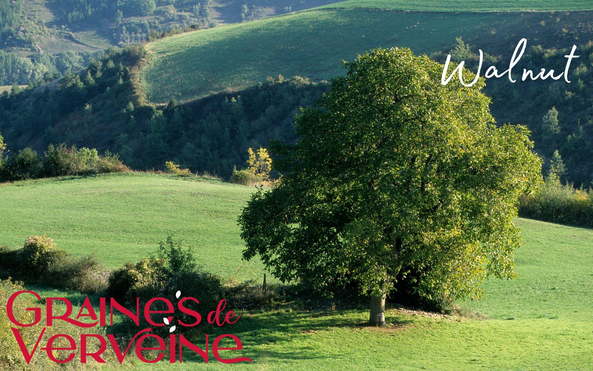 Walnut arbre