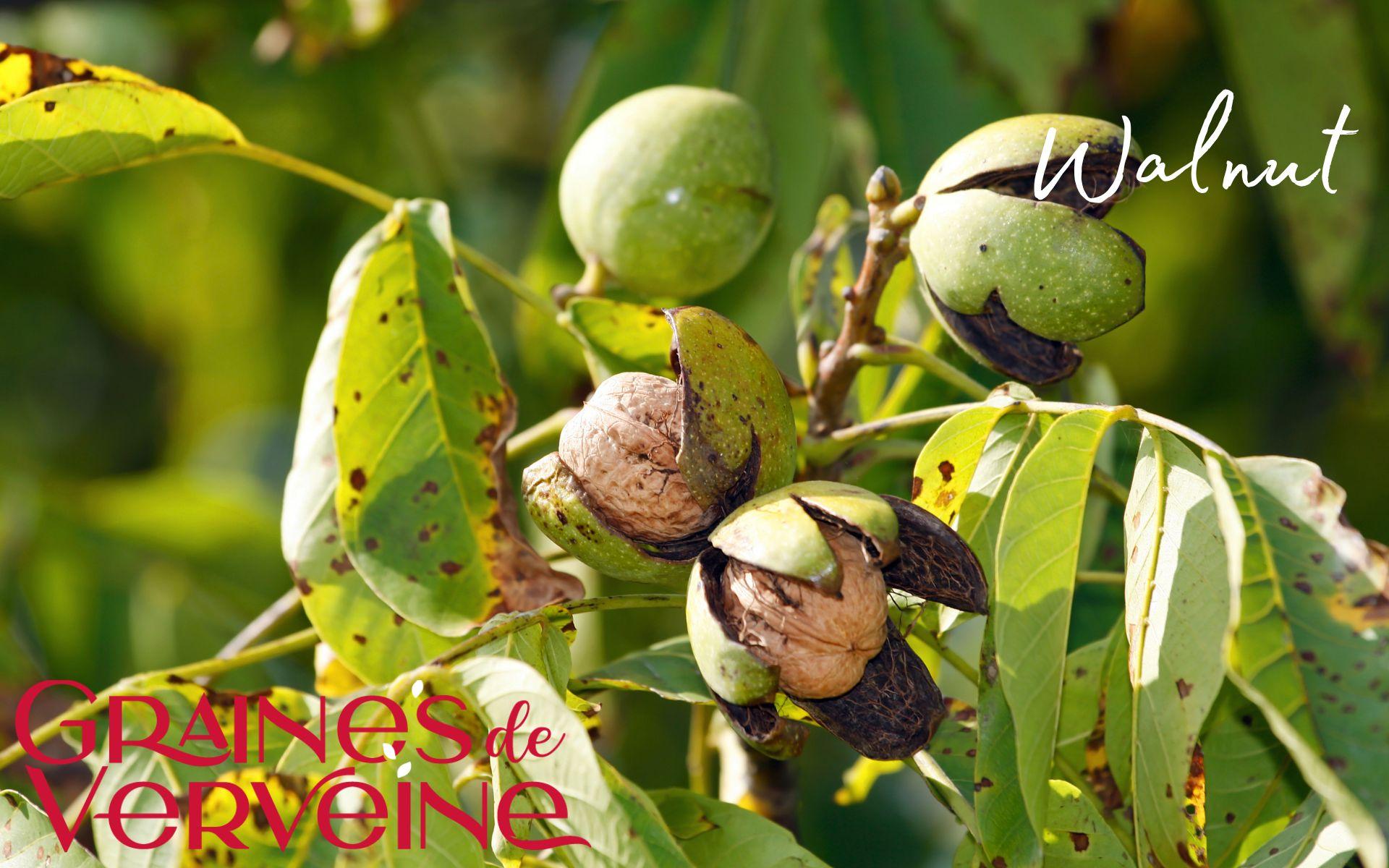 Walnut fruit